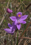Grass-pink orchid