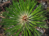 Long-leaf pine
