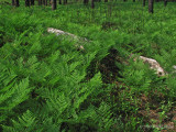Bracken ferns carpet the forest floor