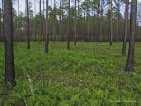 Greening up after a burn