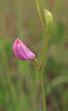 Calopogon tuberosus 