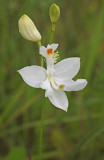 Calopogon tuberosus var. alba