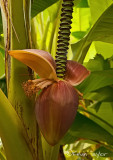 Musa basjoo (banana) in flower