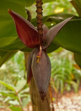 Musa Orinoco banana flower