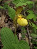 Yellow Ladys Slipper