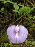 Centrosema virginianum