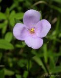 Rhexia petiolata