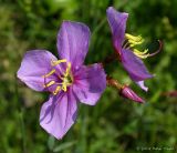 Rhexia alifanus