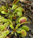 Dionaea muscipula