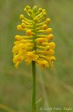 Platanthera integra