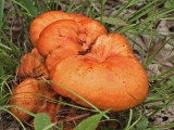 Orange polypore