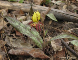 Trout Lily with long stamens