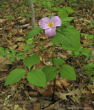 Trillium grandiflorum