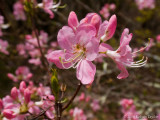 Rhododendron vaseyi