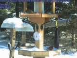 Cardinals and downy woodpecker