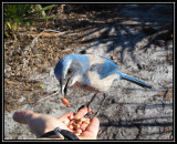 Florida scrub jay