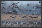 Incoming cranes