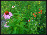 Coneflower, royal catchfly, monarda (wild bergamot)