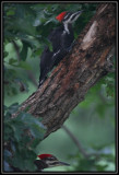 Pileated woodpeckers (female)
