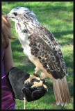 Red-tailed hawk