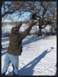 Great horned owl release