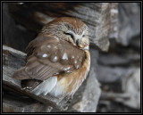 Northern saw-whet owl