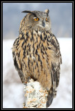 Eurasian eagle owl (captive) ©  Liz Stanley 