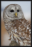 Barred owl (captive) <div class=cr>©  Liz Stanley</div>