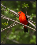 Scarlet tanager <div class=cr>©  Liz Stanley</div>