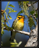 Blackburnian warbler ©  Liz Stanley