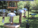 Downy woodpecker at hummingbird feeder