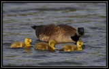 Canada Goose family