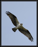 Osprey