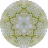 Ranuculus Kaleidoscope.jpg