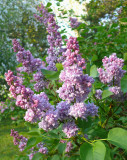 Lilacs in the morning sun