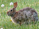 5/21 Bunny