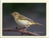 Felosa-musical  --- Willow Warbler  ---  (Phylloscopus trochilus)