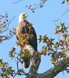 Eagle in the morning 72.jpg