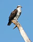 Osprey on dead branch 72.jpg