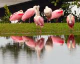 Spoonbills on Bayshore.jpg