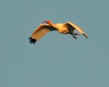 Ibis in flight.jpg