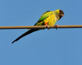 Black Headed Conure.jpg