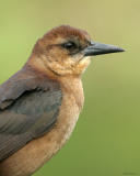 Grackle Female 72.jpg