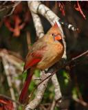Cardinal Female.jpg