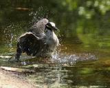 Night Heron 3.jpg