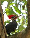 Pileated Woodpecker.jpg