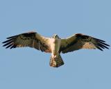 Osprey wings spread.jpg