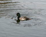 Scaup_IMG_7288.jpg