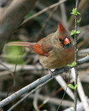 Cardinal_IMG_8981.jpg