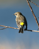 Yellow Rumped Warbler_IMG_9265.jpg
